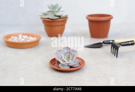 Echeveria planter dans le pot avec l'équipement de jardinage pour la plantation. Concept de jardin à la maison et de prendre soin des fleurs à la maison. Horizontale . Banque D'Images