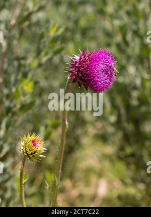 Fleur de chardon sur fond non concentré Banque D'Images