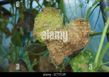 Maladie sur les feuilles de la plante de concombre avec un Maladie dans le potager causée par le champignon Pseudoperonospora cubensis Banque D'Images