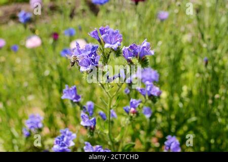 Bombré de carder, bombus sylvarum, débarquant sur une fleur de vipère bleu dans un jardin de fleurs sauvages Banque D'Images