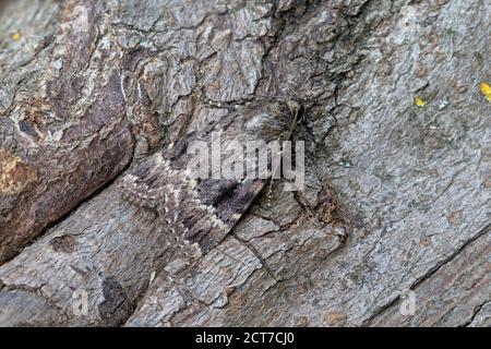 Sous-aile en cuivre (Amphipyra pyramidea) ou sous-aile en cuivre de Svensson (Amphipyra berbera) Moth Derbyshire Royaume-Uni août 2020 Banque D'Images