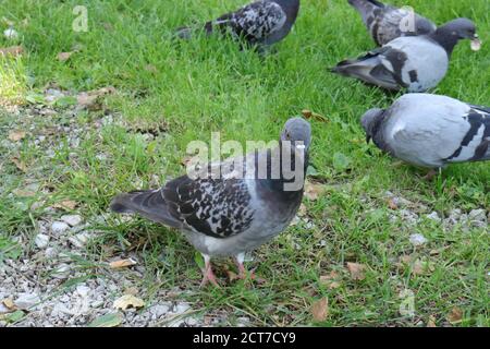 Pigeons mangeant un pain sur une pelouse verte Banque D'Images