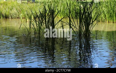 Calme zone verte du lac de Pliva près de la ville de Jajce en Bosnie-Herzégovine Banque D'Images