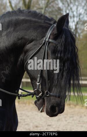 Un détail de la race de dressage spécial Friesian Horse in noir avec fourrure brillante dans un enclos Banque D'Images