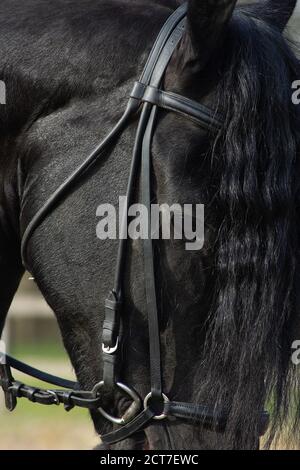 Un détail de la race de dressage spécial Friesian Horse in noir avec fourrure brillante dans un enclos Banque D'Images