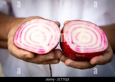 mains avec betterave sur le marché des agriculteurs Banque D'Images