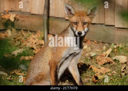 London Wildlife - renard urbain dans le sud de Londres Banque D'Images