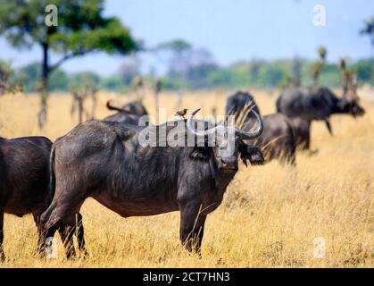 Cape Buffalo se tient au milieu d'un petit troupeau, qui regarde directement dans la caméra et a un pic de boeuf perché sur son cou. Banque D'Images