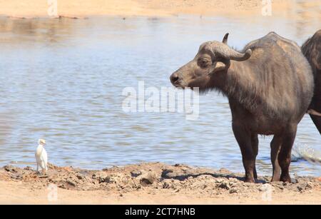 Un cap Buffalo debout au bord d'un trou d'eau qui regarde un égret de bétail, parc national de Hwange, Zimbabwe Banque D'Images