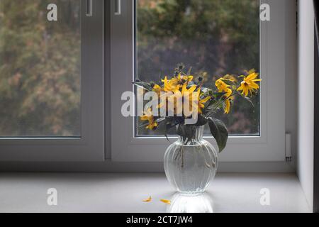 Un bouquet d'artichaut de jérusalem jaune dans un vase transparent sur un rebord de fenêtre blanc en face du jardin d'automne Banque D'Images