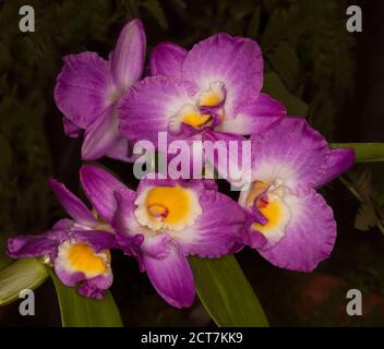 Ensemble de fleurs roses, blanches et jaunes vives de l'orchidée Dendrobium élégant sourire « Red Crest » sur fond sombre Banque D'Images