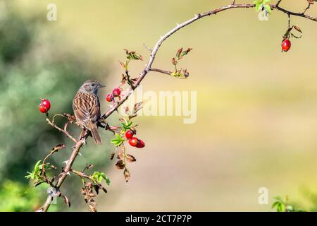 Dunnock, Prunella modularis, perchée sur une branche sauvage de rosiers. Banque D'Images