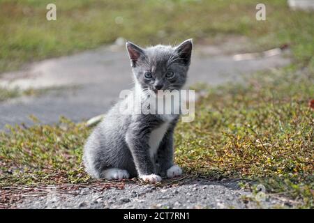 Le chat gris mignon de chaton se trouve sur une herbe verte. 2 mois de cat. domestique Gros plan Banque D'Images