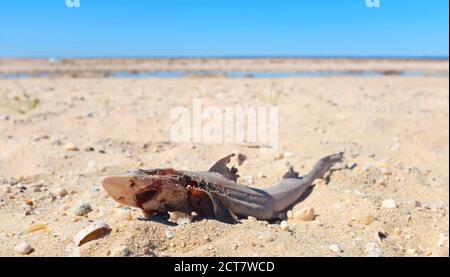 Dead Baby Shark sur Sandy Beach Banque D'Images