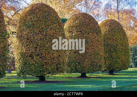 Hornbeam européen en automne, Carpinus betulus, taillé en forme de ruche. Banque D'Images