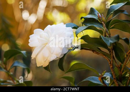 Plante de Camellia en fleur Banque D'Images