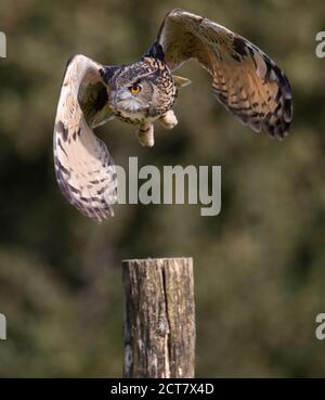 Un hibou de l'aigle européen, Bubo bubothe Worl le plus puissant, pris au British Birds of Prey Cente basé dans les jardins botaniques nationaux du pays de Galles Banque D'Images