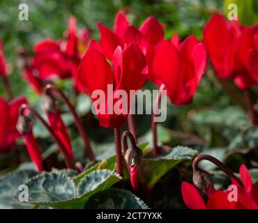 Cyclamen rouge poussant dans un jardin britannique Banque D'Images