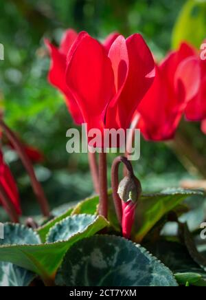 Cyclamen rouge poussant dans un jardin britannique Banque D'Images