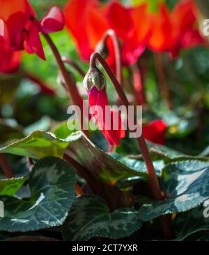 Cyclamen rouge poussant dans un jardin britannique Banque D'Images