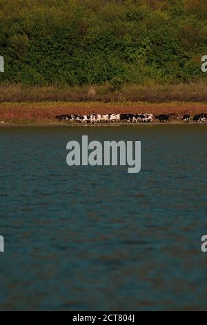 Un troupeau de vaches buvant au bord d'un lac sous une montagne par temps ensoleillé. Concept : calme et nature Banque D'Images