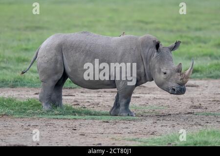 Rhinocéros noirs (Diceros bicornis) en pâturage au Kenya Banque D'Images