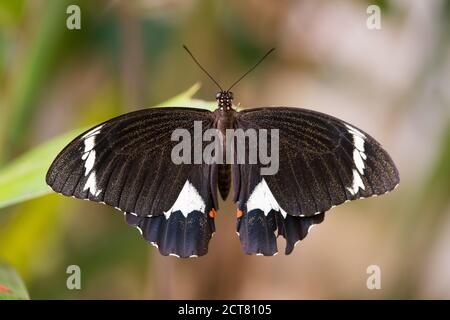 Grand papillon dans le jardin, le wallowtail du verger d'agrumes pond ses œufs sur les citrus Banque D'Images