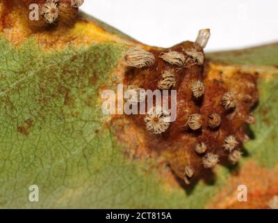 Gymnosporangium sabinae (Gymnosporangium fuscum, rouille de la poire, rouille de la poire européenne, ou rouille du trellis de la poire) est un pathogène végétal fongique avec Juniperus. Banque D'Images