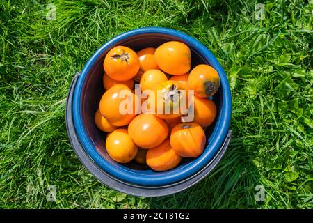 Tomates jaunes mûres cueillies dans un seau en plastique bleu sur l'herbe verte dans le jardin. Photo de haute qualité Banque D'Images