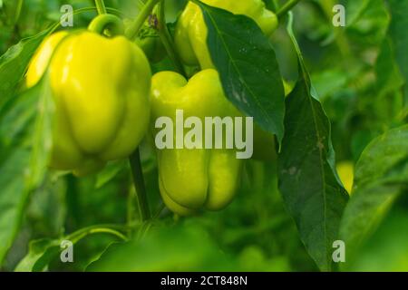 de beaux poivrons oraganiques, doux, poussent dans le jardin Banque D'Images