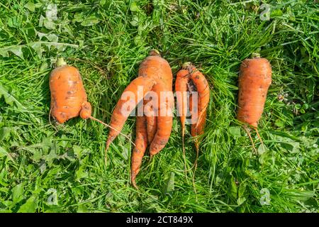 Carotte étrange déformée sur l'herbe. Photo de haute qualité Banque D'Images