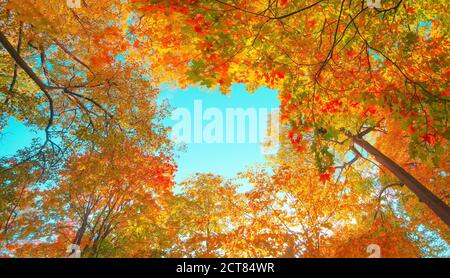 Arrière-plan de la forêt d'automne. Feuillage orange rouge vif dans le parc d'automne. Nature change feuilles jaunes soleil jour temps ensoleillé, lumière du soleil bannière Banque D'Images