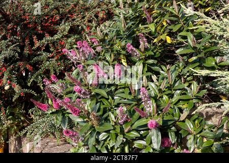 Fleurs de l'Hébe violet en fleur dans le jardin. Banque D'Images