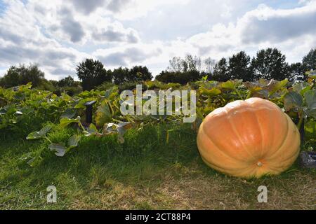 Un patchwork de citrouilles géantes de l'Atlantique dans le Kent du sud-est de l'Angleterre La chair savoureuse en fait également un excellent outil pour la cuisine Et est une excellente source de vitamine A Banque D'Images