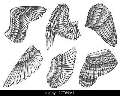 Esquissez des ailes. Aigle dessiné à la main, ange aile détaillée avec plumes, éléments héraldiques pour tatouage, carte ou mascot gravé vecteur de dessin. Aile héraldique Illustration de Vecteur