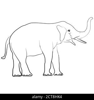 Image éléphant blanc Asie debout isolé sur fond blanc, graphique design vecteur Illustration Illustration de Vecteur