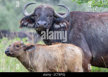 Buffle africain (Syncerus caffer) et veau au Kenya Banque D'Images