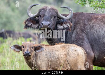 Buffle africain (Syncerus caffer) et veau au Kenya Banque D'Images