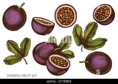 Ensemble vectoriel de fruits de la passion dessinés à la main Illustration de Vecteur