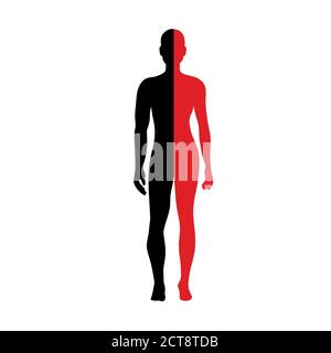 Silhouette de demi-corps Anatomie masculine et féminine Illustration de Vecteur