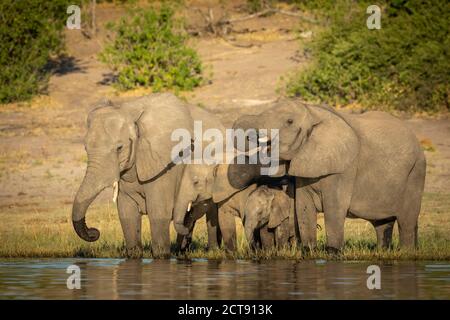 Famille d'éléphants se tenant au bord de la rivière Chobe Eau au Botswana Banque D'Images