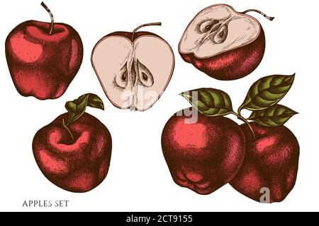 Illustration de l'ensemble vectoriel de pommes de couleur dessinées à la main Illustration de Vecteur
