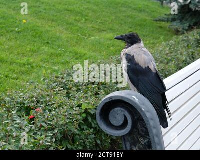 Grand corbeau assis sur un banc dans le parc de la ville Banque D'Images