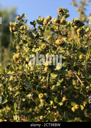 Chêne Evergreen Quercus calliprinos. Glands en chêne. Vert foncé rigide avec des épines de feuilles aiguisées. Chêne israélien. Le chêne commun est une plante dominante en Méditerranée Banque D'Images