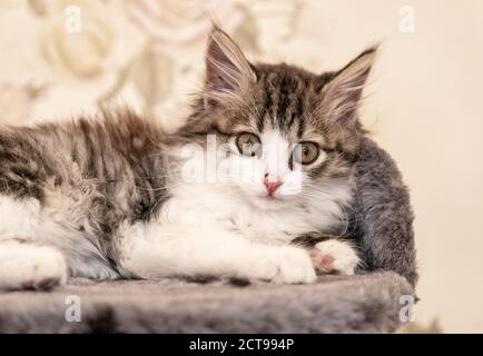 chaton allongé sur un portrait de lit Banque D'Images