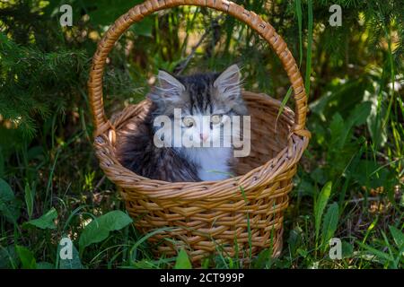 Portrait de chaton sibérien dans le panier Banque D'Images