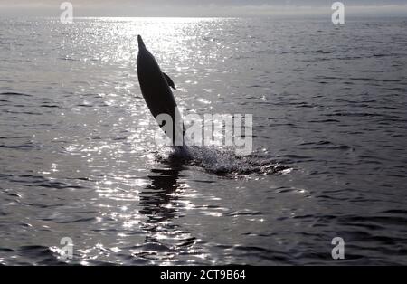 Dauphin commun qui s'en sort de la mer près de l'île De Mull dans les Hébrides intérieures d'Écosse Banque D'Images