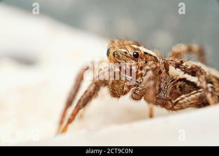 Araignée sauteuse plexippus pétersi Banque D'Images