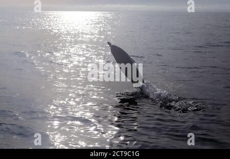 Dauphin commun qui s'en sort de la mer près de l'île De Mull dans les Hébrides intérieures d'Écosse Banque D'Images