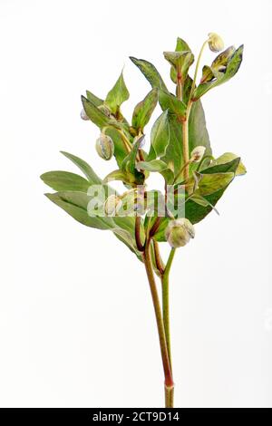 Branche d'isolat de fleur d'hellébore vert sur fond blanc, carte de voeux, foyer sélectif Banque D'Images